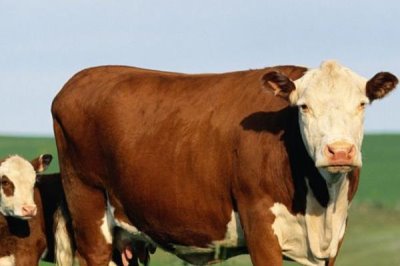 母牛一直站着不趴下是怎么回事,可能是腿部出现了病变