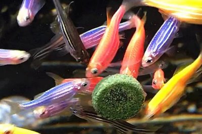 能否用自来水饲养斑马鱼,除去氯气后才能使用