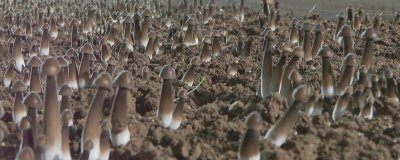 鸡纵菌的种植要点，9-10月份种植