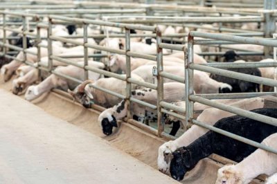 羊要多久出栏,品种、用途等均会影响其出栏时间