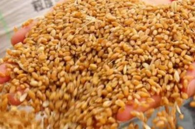 钓鲫鱼什么饵料,可用蚯蚓、红虫、麦粒等