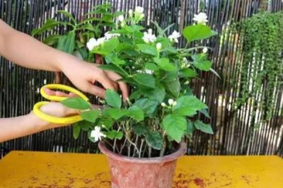 茉莉花烂根的原因及解决方法，可能是盆土不适或浇水不当所致