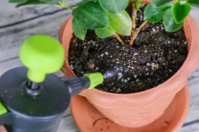 使用生根粉的方法,主要有浸泡、喷施、撒施等方式