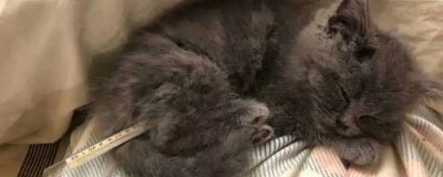 猫间歇性发烧的原因,可能是细菌、病毒或真菌感染、身体创伤等