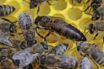 蜂王为什么会逃跑,可能是蜜蜂群体过大或遭受天敌侵袭等