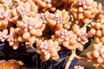 姬秋丽的种植方法,充足的光照会让叶片色彩更好看