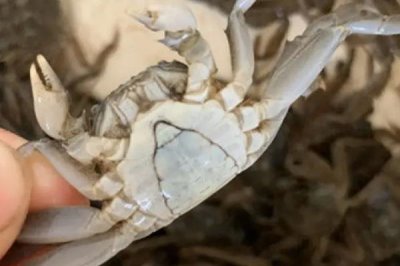 螃蟹养殖的条件，要为其提供新鲜的食材