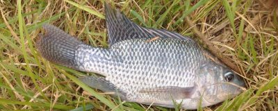 罗非鱼的品种,品种多为杂交培育而来的