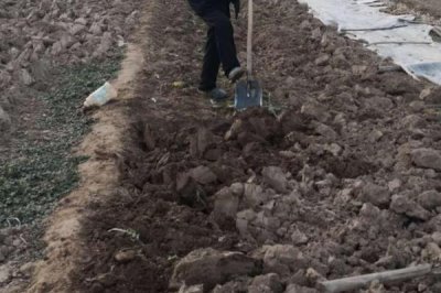 春天几月开始翻地,2月底至3月上旬开始翻地