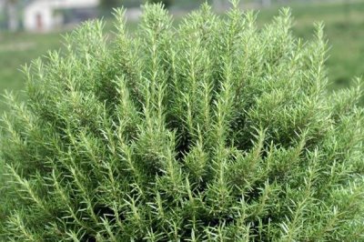 迷迭香的价格，价格会根据地区、时间、季节等浮动