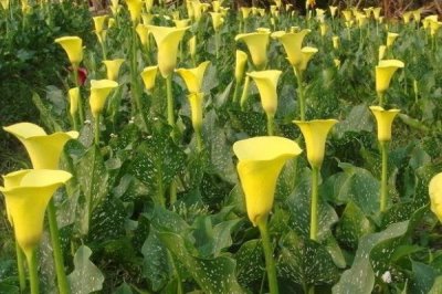 彩色马蹄莲种植方法，对水分要求比较挑剔