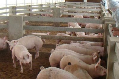 夏天怎么让猪快速生长,需注意做好通风降温等措施
