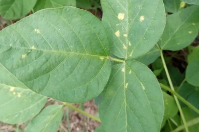 早春毛豆为何结荚少以及防治方法,温差过大会影响花芽分化和结荚