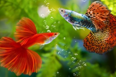 热带观赏鱼的适宜水温，一般可保持在20-32℃