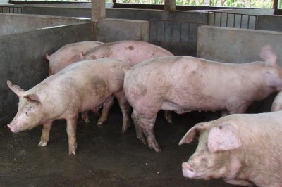 母猪夏季流产如何预防,一定要确保猪舍有良好的通风能力