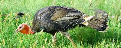 火鸡和普通的鸡的区别,品种、体型和外观均不同