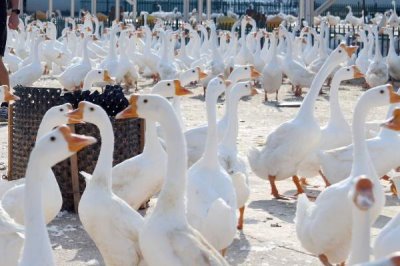 农村养1000只鹅的成本,利润可观
