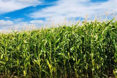 明天695玉米品种简介,中抗茎腐病