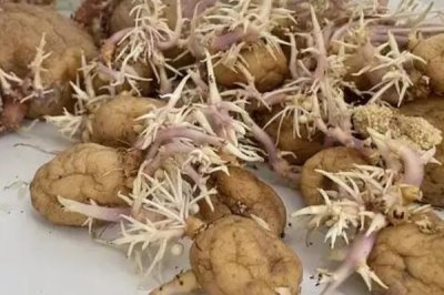 春马铃薯催芽的技巧,可采用室内催芽法、赤霉素催芽法或温室大棚催芽法等