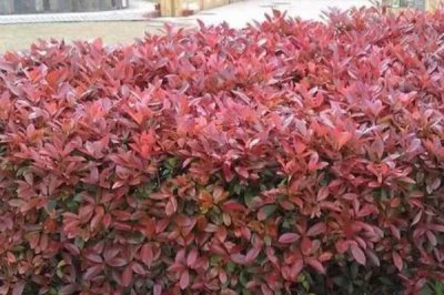 红叶石楠的栽培技术,生长环境确保好一定的湿润度