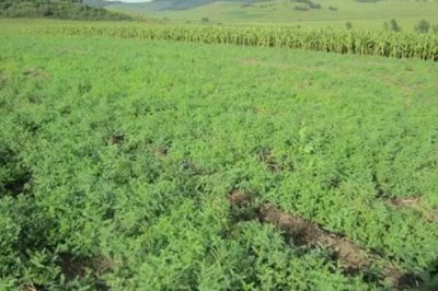 黄芪的管理方法,幼苗期至少要间苗2次