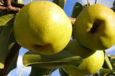 辽宁省锦州市有哪些特色水果,包括北镇葡萄、银白杏、锦州苹果等种类