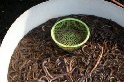 养殖黄鳝的误区，容易出现种苗选购不当、饲料选取不当等问题