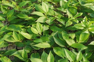 樱桃苗木的价格,因苗龄、产地、品种等条件而异