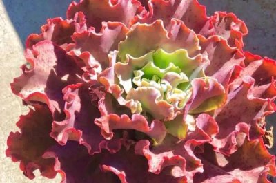 高砂之翁的叶片掰下来能否出芽，采取扦插繁殖的方法可以出芽