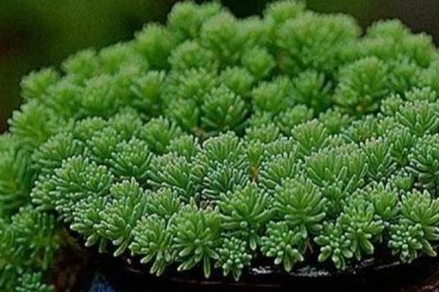 薄雪万年草的养殖方法,应注意及时掐掉不美观的枝条