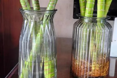 怎么让富贵竹生根，涂抹生根粉可以刺激根茎发育