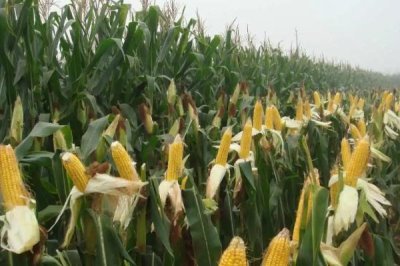 自新3号玉米种子简介，中抗茎腐病（18.4%MR）