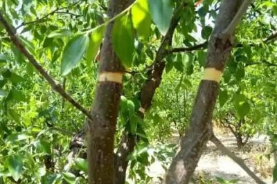 杜仲如何环剥以及要注意什么，在距离地面20厘米处横割一圈即可