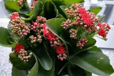 长寿花可以开多久，花期可持续90-120天左右