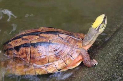 金钱龟的特点，是国家二级保护动物