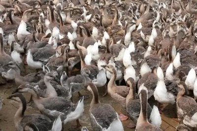 有没有人工养殖的大雁，有养殖的但价格较贵