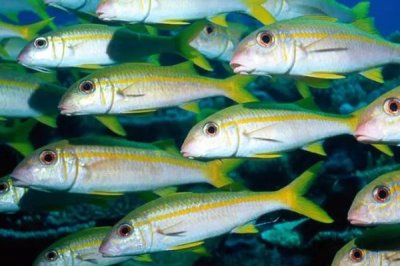 我国有多少种鱼类,共有3000多种