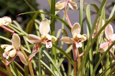 我国珍贵兰花品种介绍,常见以下十种