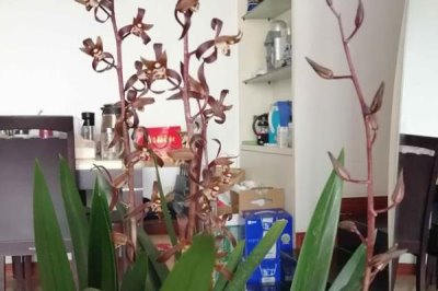 墨兰冬季长花苞可以施肥吗，温度维持在10℃可施肥