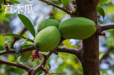 木瓜种子常见品种及育苗方法，番木瓜主要种植在我国热带省份