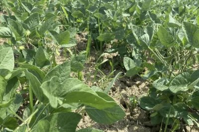 力科909玉米种子特征特性，注意防治茎腐病