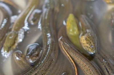 养殖黄鳝的误区，容易出现种苗选购不当、饲料选取不当等问题