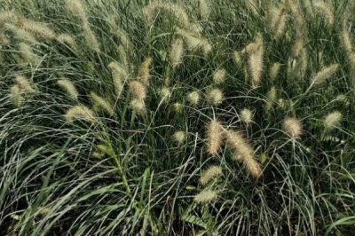 哪里可以买到狼尾草种子，建议实体店购买