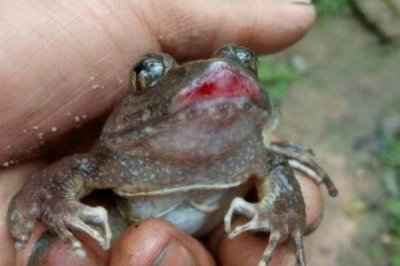 石蛙苗的养殖方法，每天上午、下午均投喂一次