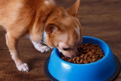 狗狗食欲不振的原因，可能是生病了