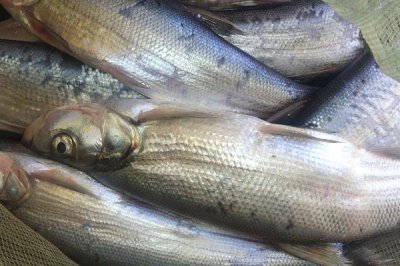 白条鱼能长多大，最大的也就体长25厘米