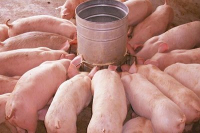 仔猪断奶后怎么喂食，根据日龄决定喂食量