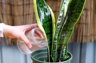 如何促使虎皮兰冒新芽，要为其提供良好的透气环境