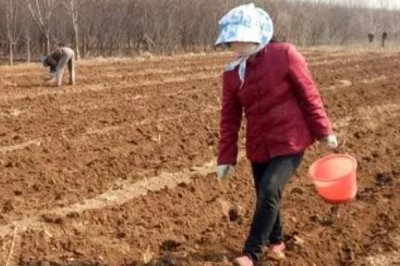 黑麦草的种植技术，一般在春季或秋季进行