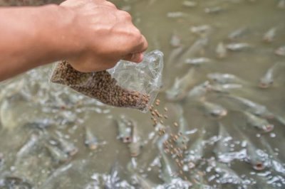 养殖泥鳅用什么饲料，可用植物性饲料和动物性饲料